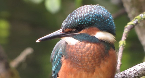 Birds, butterflies and wildflowers of Higher Poynton