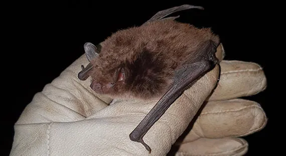 Bats at Teggβs Nose