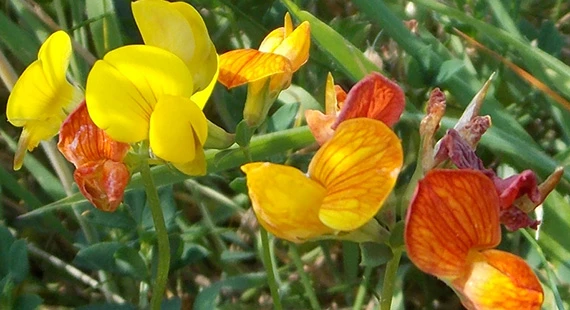 Flowers in the Grass