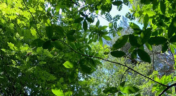 Forest-Bathing Walk with Tea Amongst the Trees at Teggβs Nose - April