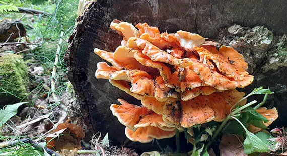 Fungi foray in the Carrs