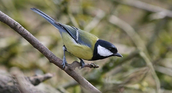 Birdwatching – Understanding Spring Birds with Nature Stuff II - Tuesdays