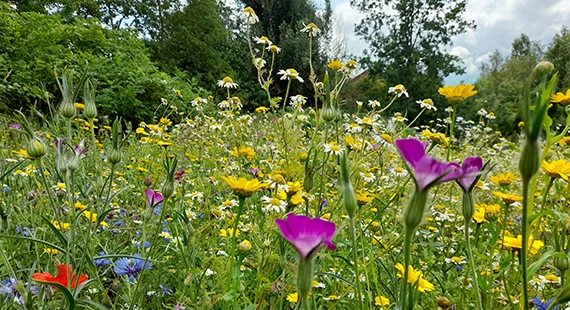 Meadow management at the Carrs