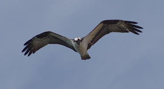 Nosey Nature Natter - The Sky's the Limit - Birds of Prey Basics