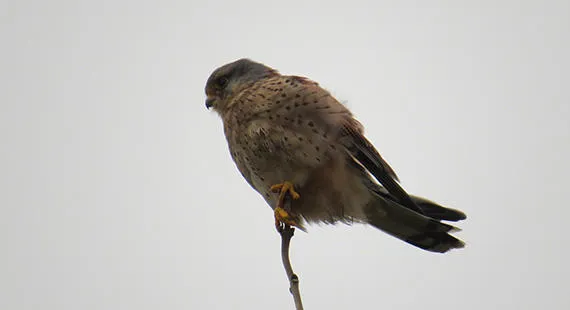 Nosey Nature Natter - The Sky's the Limit - Birds of Prey Basics Again