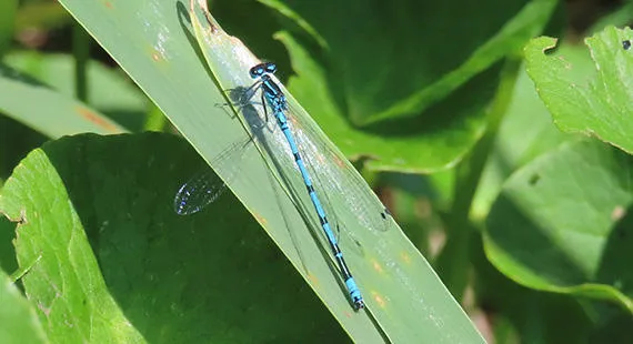 Nosey Nature Natter - Secrets of the Pond