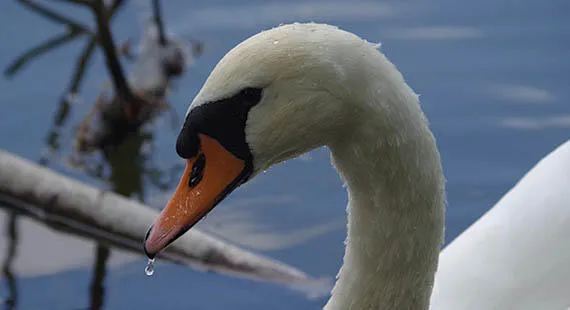 Nosey Nature Natter - The Birds of the Twelve Days of Christmas