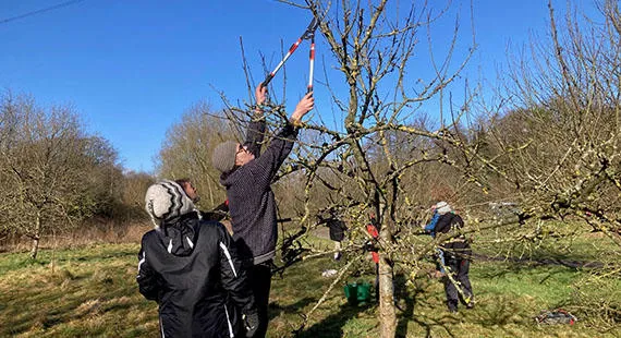 Orchard Pruning at Riverside