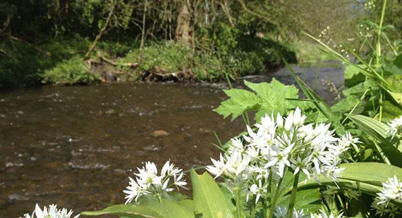 Green Helpers Macclesfield - 8 July