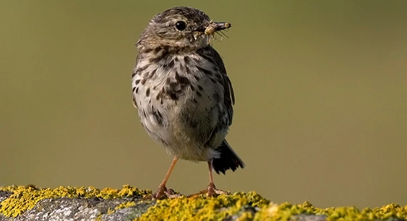 Birdwatching – Understanding Spring Birds with Nature Stuff I - Wednesdays