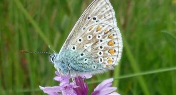 Wildflowers and butterflies of Jacksons’ Brickworks Local Nature Reserve