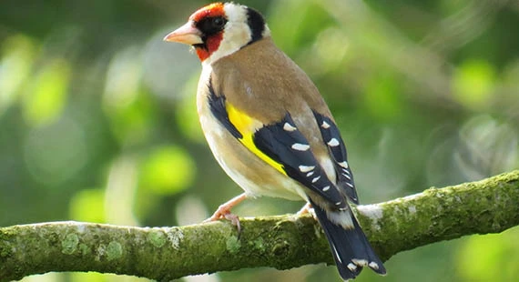 The Birdlife of Astbury Mere