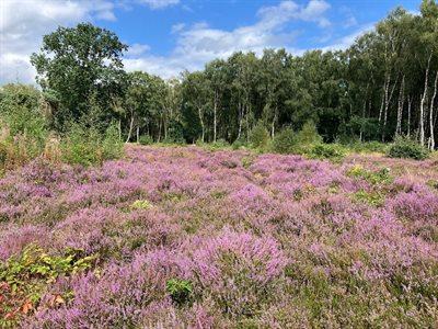 Heathland at Brereton Heath Local Nature Reserve