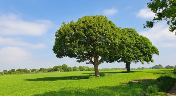 Oak trees in a field in Cheshire East